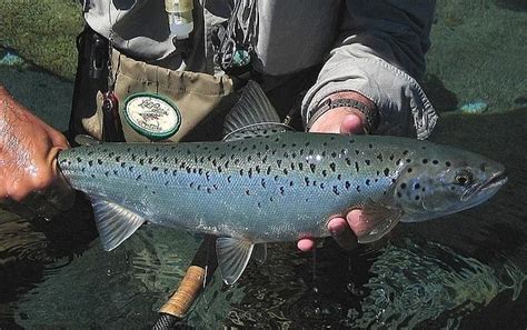 Wild Landlocked Salmon (S... | Global FlyFisher