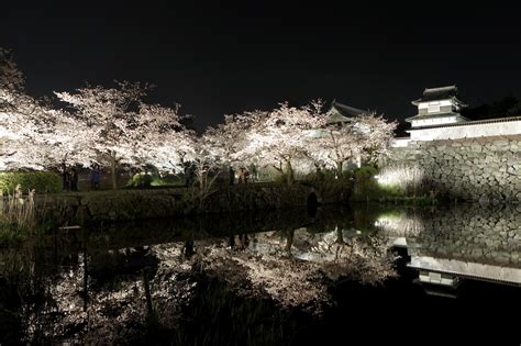 Fukuoka Castle Sakura Festival | Fukuoka Now