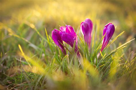 Purple crocus flowers, plants, flowers, crocus, nature HD wallpaper ...