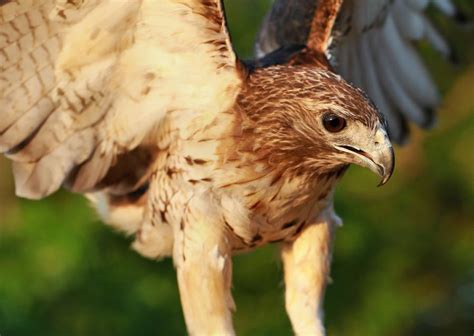 Red Tailed Hawk Hunting Photograph by Dan Sproul