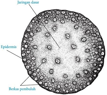 Struktur dan Fungsi Batang pada Tumbuhan - Gambar