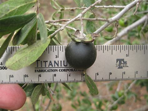 Foraging Texas: Persimmon - Texas