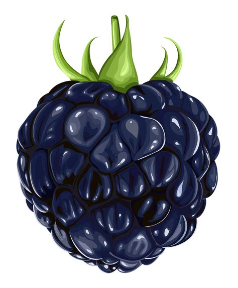 Blackberry Fruit PNG Clipart | Gallery Yopriceville - High-Quality Free ...