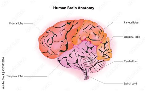 Labeled diagram of Human brain anatomy Stock Vector | Adobe Stock