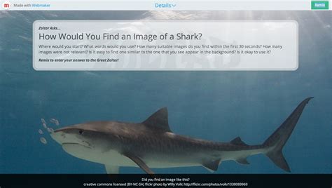 Free Images : marine biology, requiem shark, carcharhiniformes, tiger shark, cartilaginous fish ...