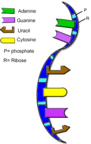 1.11: Nucleic Acids - Biology LibreTexts