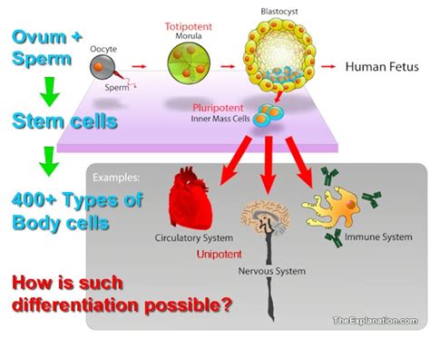 stem-cell-differentiation - The Explanation