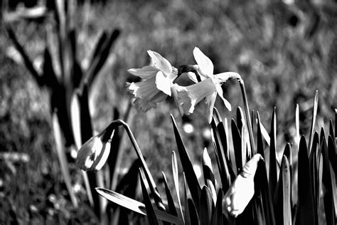 Fading Flowers Photograph by Gulhan Arklan