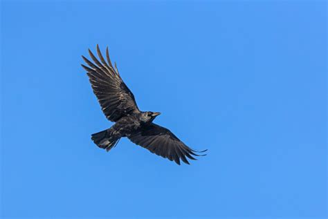 Flying Carrion Crow Stock Photo - Download Image Now - Animal, Animal ...