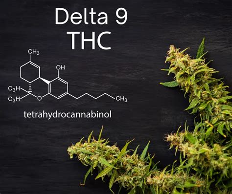 Your Guide to Delta 9 THC - Trek CBD