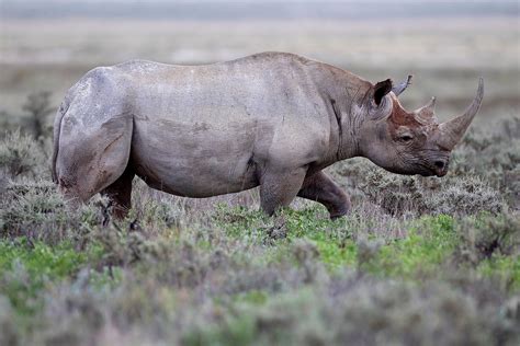 Black Rhinoceros | Natural Atlas