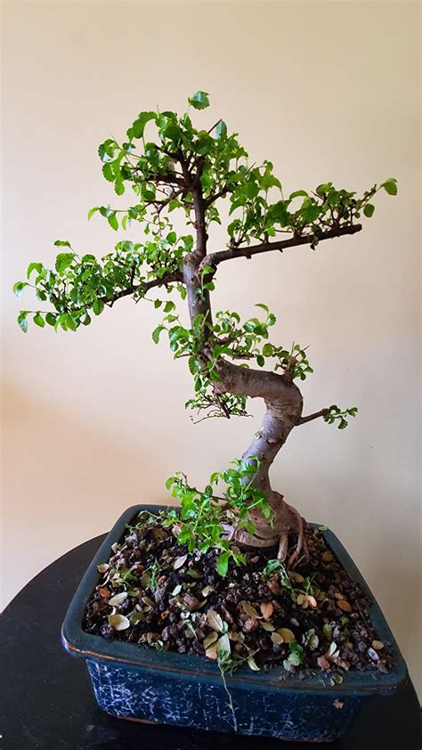 Chinese Elm - Prime Bonsai