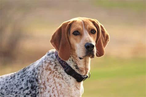 English Coonhound: Facts, Traits & History – Dogster