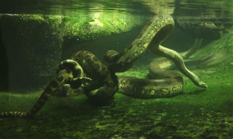 Watch a Scuba Diver's Swim Turn Incredibly Intense When He Sees a 20-Foot Anaconda - A-Z Animals