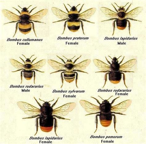 Different Types Of Underground Bees