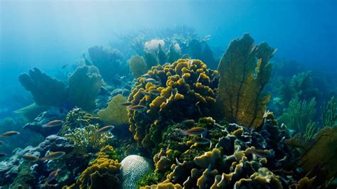 Miraculous Comeback: How This Coral Recovered From Bleaching | Nature | THIRTEEN - New York ...