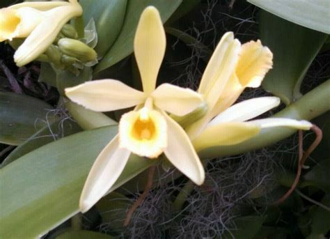 Vanilla Bean Orchid Plant Vanilla Planifolia Grow Your Own | Etsy ...