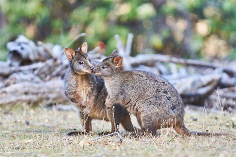 Tasmanian Pademelons - Wildlife Sanctuary & Café - Great Ocean Road ...