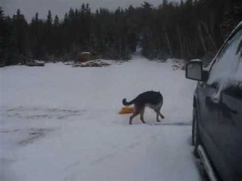 Dog plowing snow - YouTube