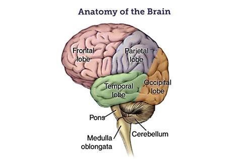 Anatomy Of Medulla Oblongata - Anatomy Reading Source