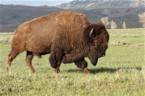 American Bison Facts | Buffalo