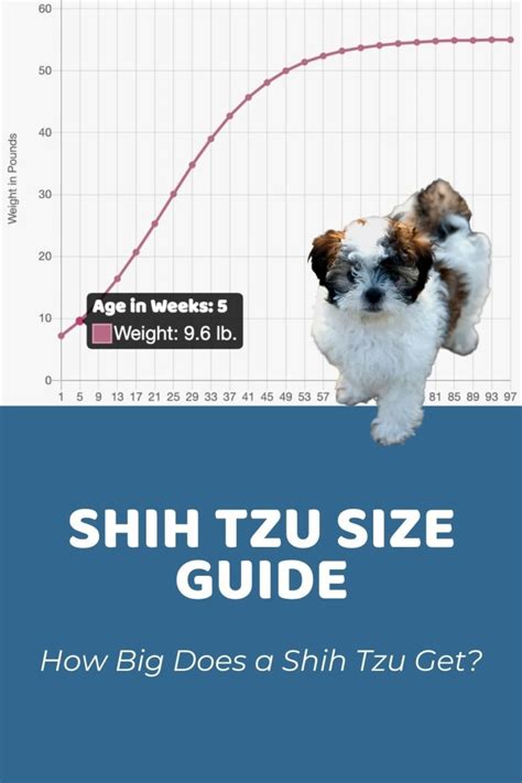 Interactive Shih Tzu Growth Chart and Calculator - Puppy Weight Calculator