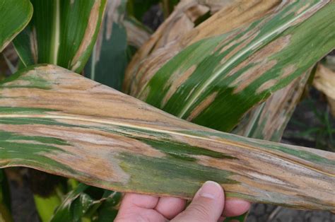 Cropside: Corn leaf diseases - Ontario Grain Farmer