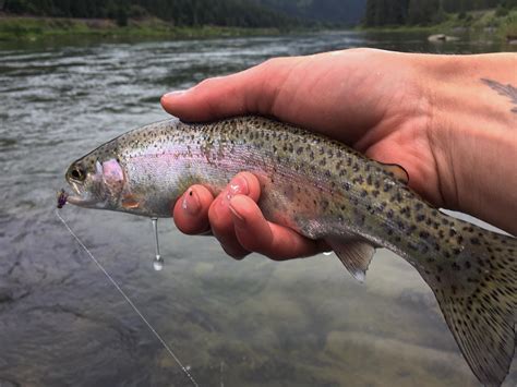 Kootenai River Fishing Report – July 1-7, 2018 via GoFlyfishMontana.com ...