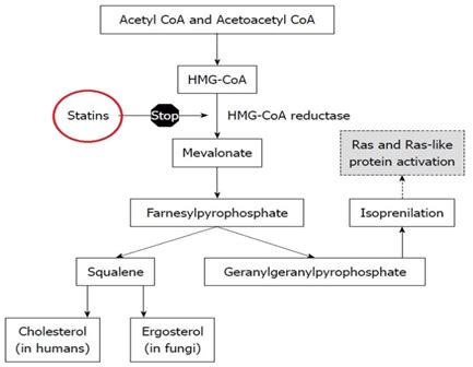 Pravastatin – Drug Details