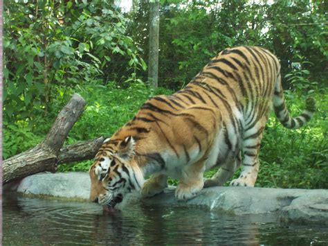 File:Tigre zoo granby 2006-07.JPG - Wikimedia Commons