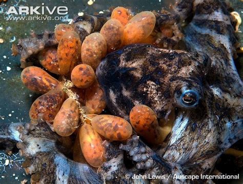 Southern blue ringed octopus, close up of female with eggs ready to ...