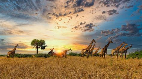 Historical Sites in Africa: Exploring the Past - Visit Tarangire