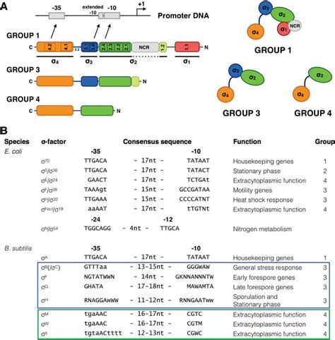 The bacterial sigma factor is responsible for promoter selectivity ...