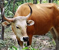 DUNIA HEWAN: BANTENG JAWA