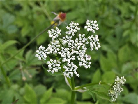 Ground Elder, Goutweed, Bishops Weed, Aegopodium podagraria