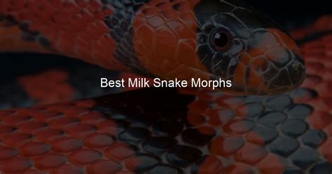 Best Milk Snake Morphs - My Milk Pet