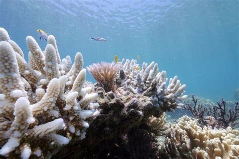 Bleaching May Have Killed Half the Coral on the Northern Great Barrier Reef, Scientists Say ...