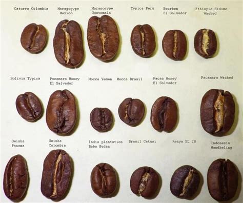 What factors determine coffee bean size? - Coffee Stack Exchange