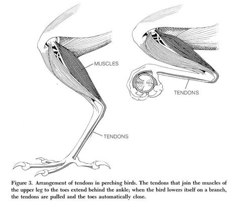 Bird leg muscles | Anatomy, Leg anatomy, Animal drawings