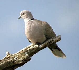 Invasive Species: Eurasian Collared Dove