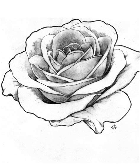 Perfect rose to add to an idea. | Rose outline drawing, Realistic rose drawing, Roses drawing