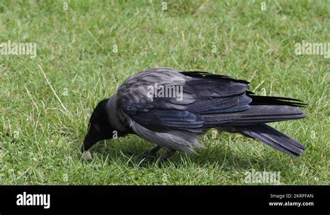 Raven wingspan Stock Videos & Footage - HD and 4K Video Clips - Alamy