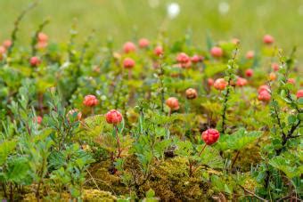 Cloudberry Plants | LoveToKnow