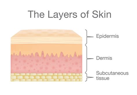 The Integumentary System | MedicTests