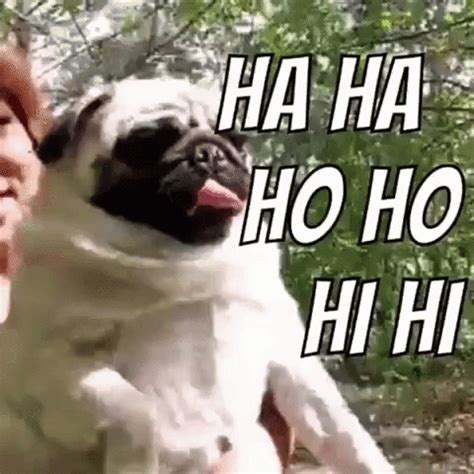 Pug Meme GIFs | Tenor