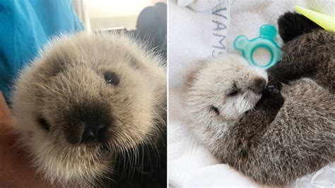 Adorable otter pup found swimming alone gets rescued - ABC7 San Francisco