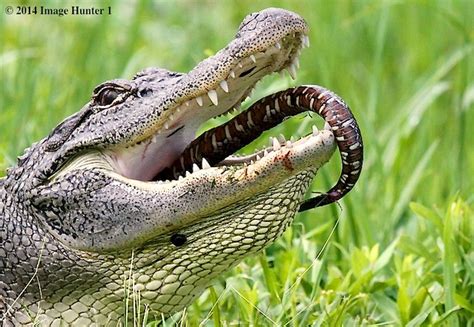 End Result / Alligator Eating Snake Lunch | Flickr - Photo Sharing!