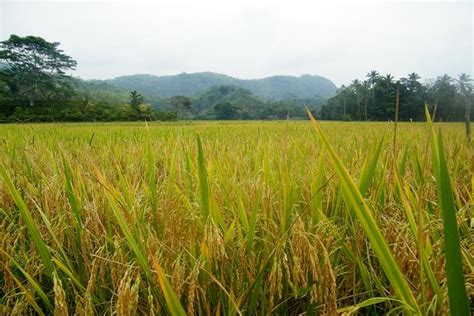 Paddy Cultivation in Sri Lanka - Travel Destination Sri Lanka