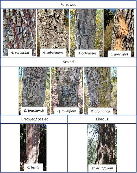 Frontiers | How Is Bark Absorbability and Wettability Related to Stemflow Yield? Observations ...