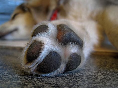 Why Is My Dog Licking Its Paws | Mad Paws Blog